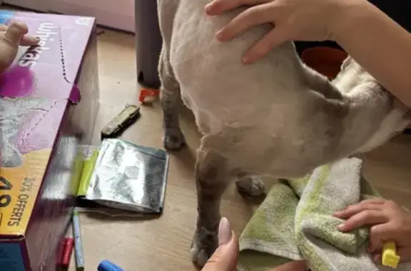 Animaux trouvés La Roche-sur-Yon, photo: Chatte crème amaigrie trouvée à La Roche-sur-Yon