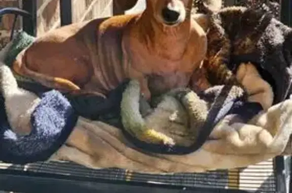 Lost Shy Dog: Brown, Bowlegged, Briargate