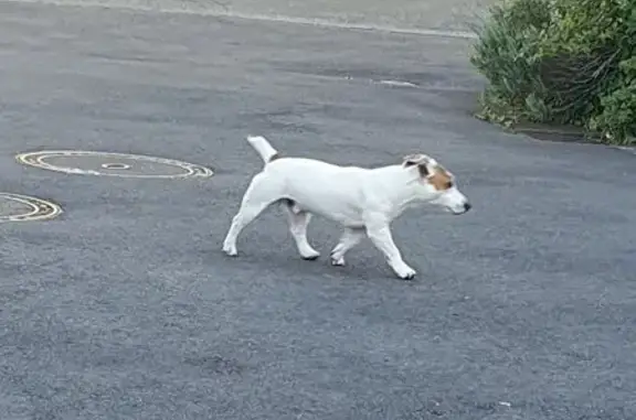 Petit chien blanc-marron trouvé à Coulaines - photo