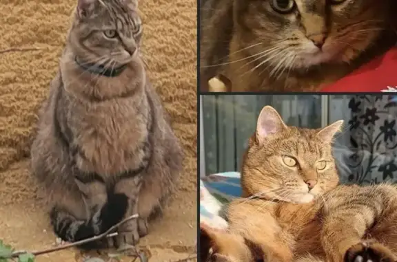 Chat perdu, Tours, photo: Chatte tigrée perdue à Tours, rue Denise Grey