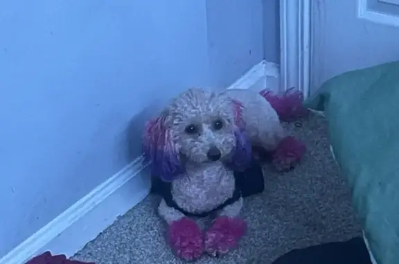 Lost Dog: Beige Coat, Faded Blue Heart