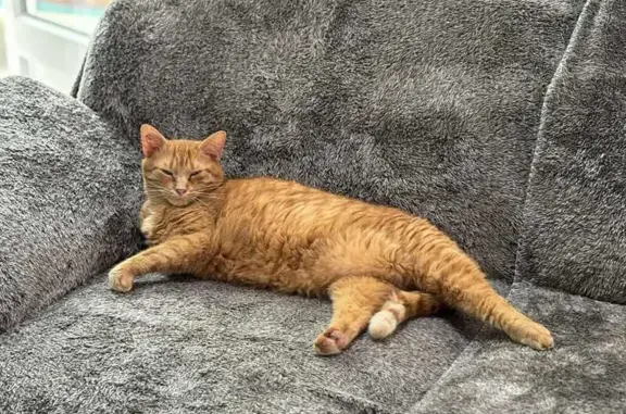 Animaux perdus , photo: Chat roux perdu à Glomel, craintif