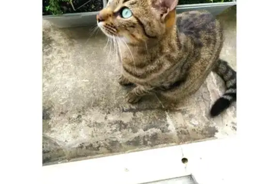 Chat perdu, Dijon, photo: Chat tigré mâle perdu à Dijon
