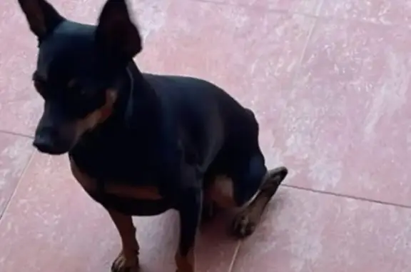 ¡Perro Perdido! Pincher Negro en La Ropera