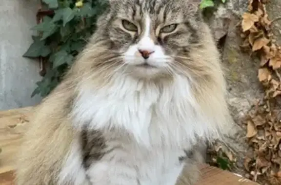 Chatte tricolore perdue à Yenne - photo