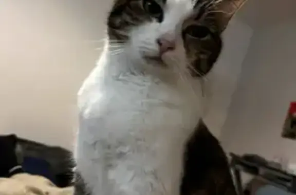 Animaux perdus Talence, photo: Chatte perdue, robe européenne, Talence