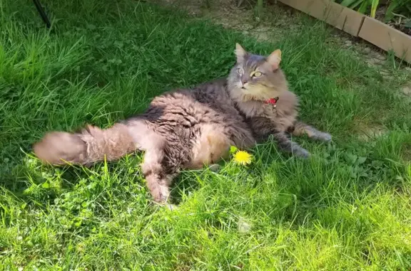 Chatte perdue, gris beige, rue Danton, Rennes - photo