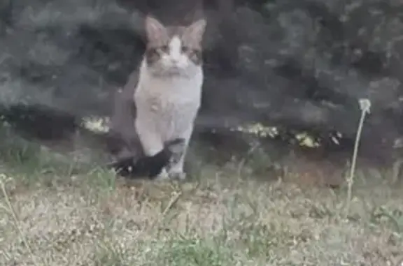 Chat blanc-tigré trouvé à Lomme - photo