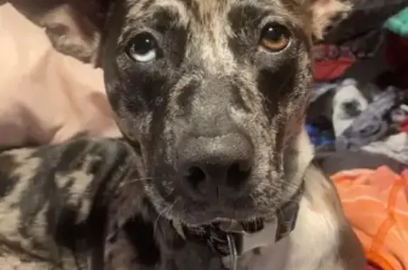 Lost Mini Aussie Pitbull Mix - N. Lewisburg
