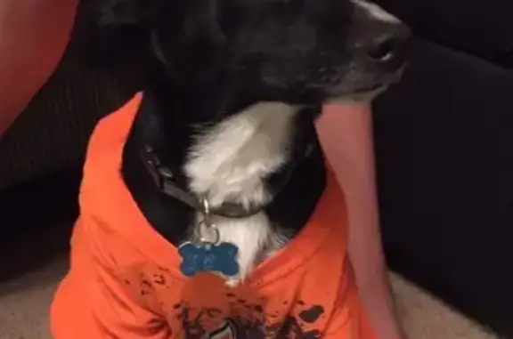 Lost Dog: Silas, Black & White, San Antonio