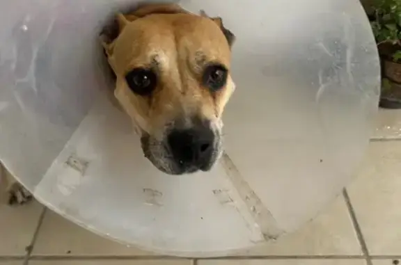 Hola! Me acabo de encontrar esta perrita sobre la carretera matehuala, a la altura de la entrada a soledad y la secundaria Graciano Sánchez, trae cono y un suéter Se veía desorientada y se estaba atravesando Se busca a sus dueños