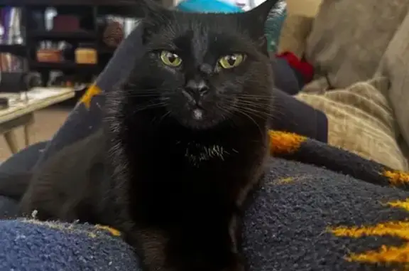Lost Cat: Vocal & Friendly, Ch...