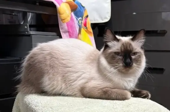 Lost Grey-Silver Cat in Holbro...