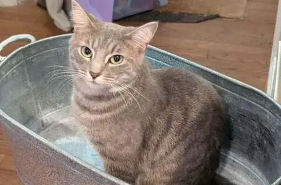 Lost Vocal Black/Silver Tabby...