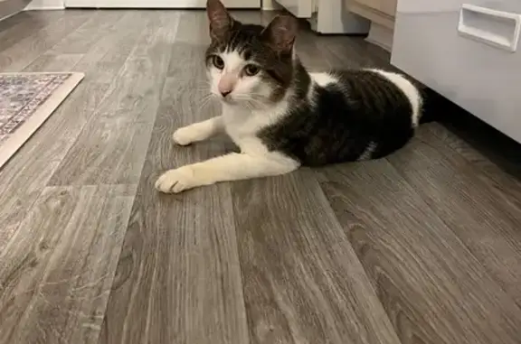Found cat Wixom, photo: Found: Friendly Piebald Tabby in Wixom