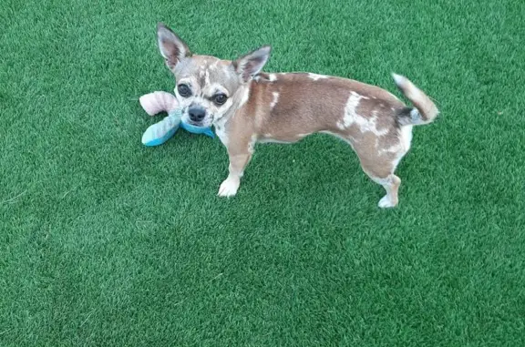 Perro perdida: Nala, pequeña y amigable