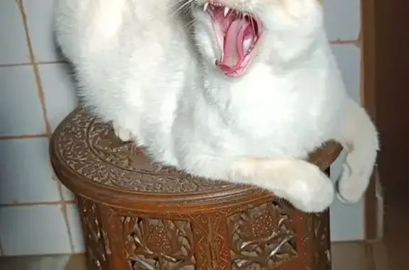 ¡Ayuda a encontrar a nuestra gata rubia!
