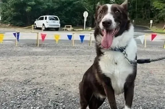 Lost Border Collie 'River' in Lawrenceville