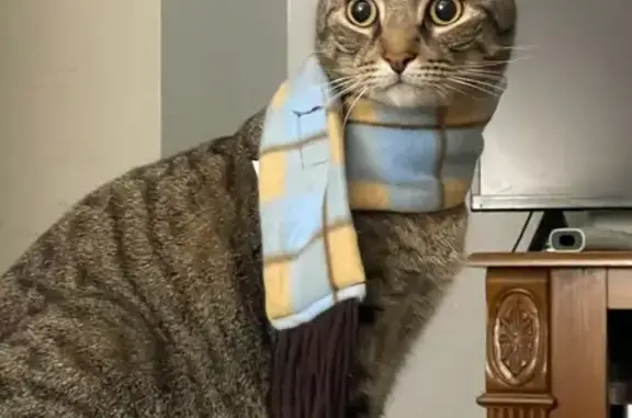 Lost Tabby: Gray/Brown, Limpin...
