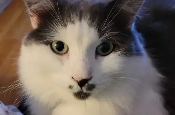Lost Cat: Grey & White, Orange...