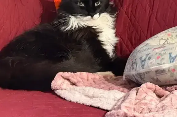 Lost Black & White Cat on 4th...