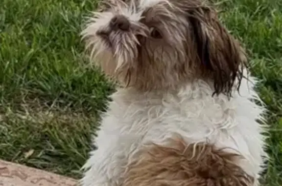 Help Find Luka: Tan Dog Lost in McGregor