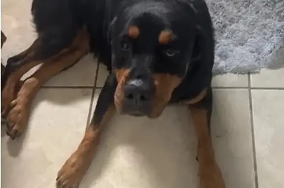 Found dog Memphis, photo: Lost Dog Found on Chimneyrock Blvd, Memphis