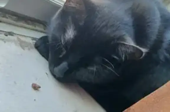 Lost Skittish Black Cat on Hickory St