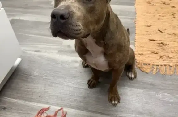 Found dog Indianapolis, photo: Found: Young Lab/Pit Mix on Melbourne Rd