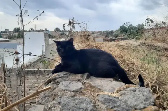 Gato Negro Perdido en Loma Verde, Zapopan