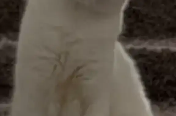 Lost White Cat with Black Ears & Tail