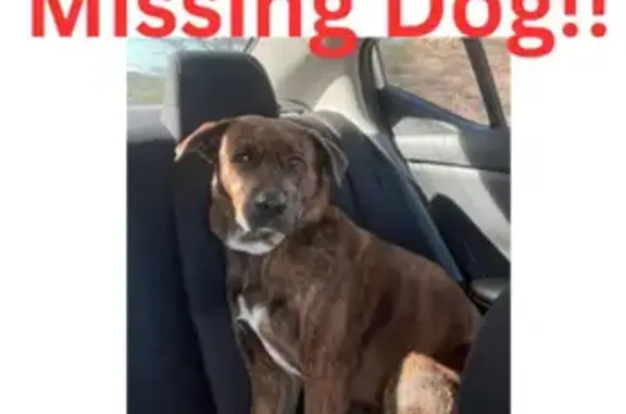 Lost Rusty: Orange Dog Missing in Tucson