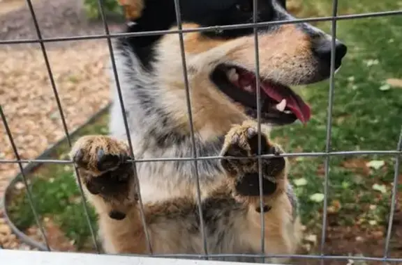 Found pets Fort Lupton, photo: Found Blue Heeler Mix on County Rd 8