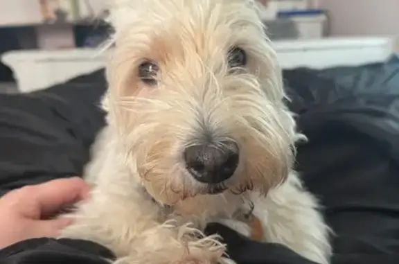 Lost Dog: White, Blue Collar, Miamisburg