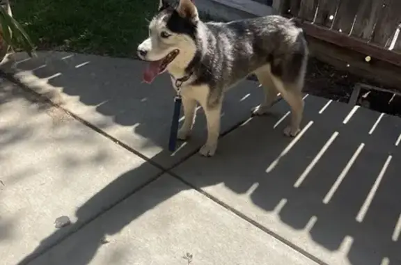 Found dog Suisun City, photo: Found Female Husky in Suisun City
