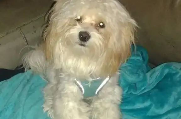 Lost Dog: White with Tan Ears, Carmel