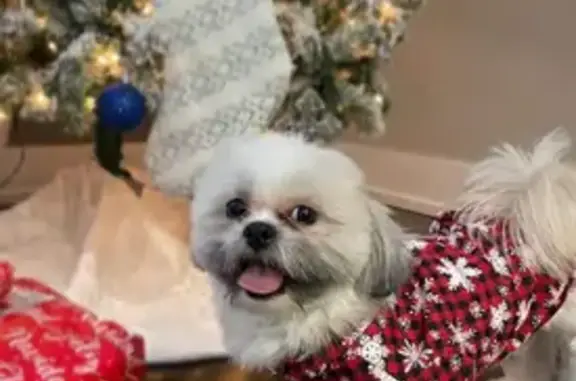 Missing dog Chicago, photo: Lost Tan & White Shih Tzu in Chicago