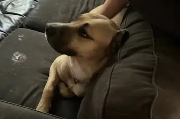 Lost and found pets Manteca, photo: Found Dog on Discovery Creek Dr, Manteca