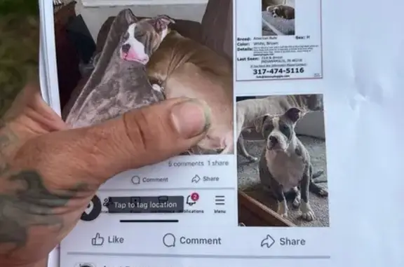 Lost Dog: Brown & White, Yellow Collar