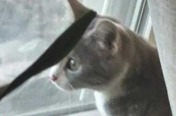 Lost Gray & White Cat on County Rd 10