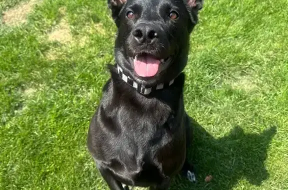 Lost Dog: Fenrir on Stanley Ave, Waukegan
