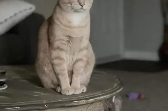 Lost Cat: 9-Year-Old Male 'Fynn' Missing