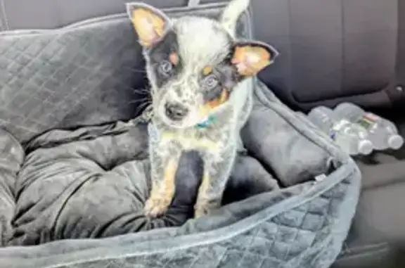 Lost Blue Cattle Dog on Pleasant St, Sutton