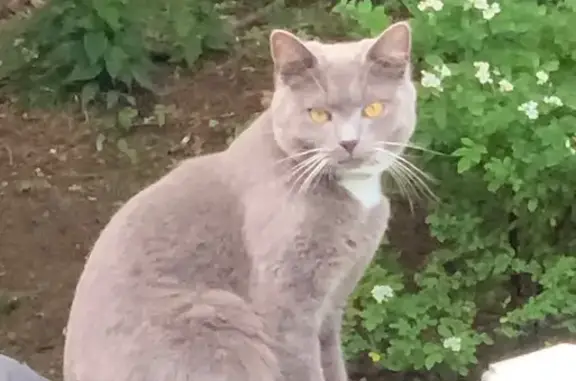 Lost Cat: Friendly Gray & White in CT
