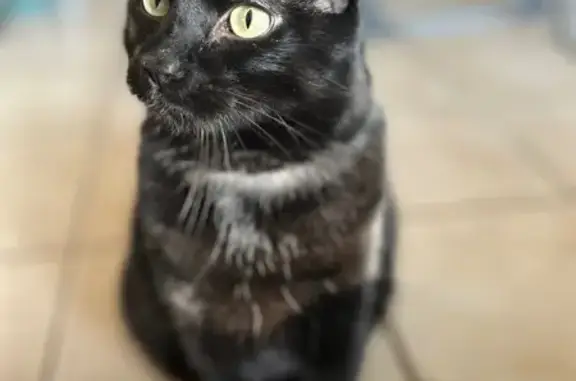 Lost Cat: Chubby, Black with Brown Stripes