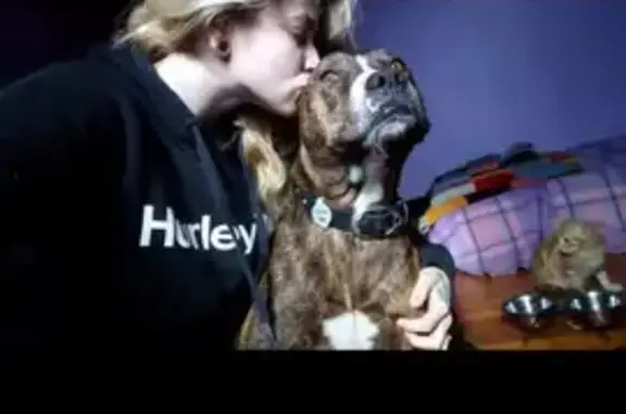 Help Find Tank: Lost 11-Year-Old Brindle
