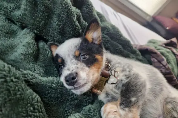 Lost: 7-Week-Old Cattle Dog in Sutton Woods