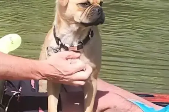 Found dog , photo: Sweet Tan Pug Found Swimming in Texas