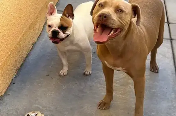 Help Find Nala: Missing Brown Pitbull