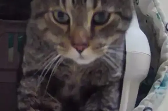 Lost and found pets Bloomington, photo: Found Tabby Cat on York Rd, Bloomington